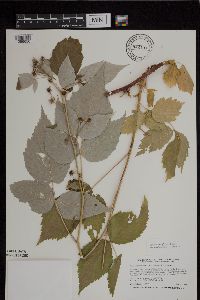 Rubus x neglectus image