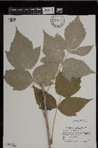 Rubus x neglectus image