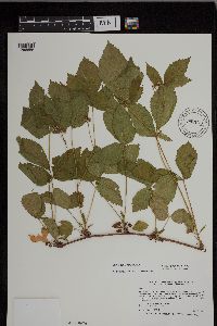 Rubus uniformis image