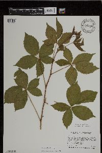 Rubus uniformis image