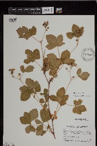 Rubus uniformis image