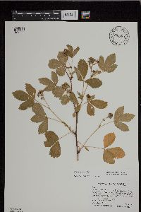Rubus uniformis image