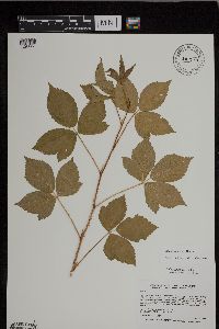 Rubus uniformis image