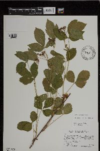 Rubus uniformis image