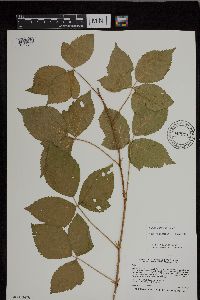 Rubus uniformis image
