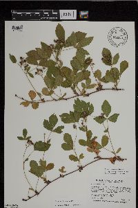 Rubus uniformis image