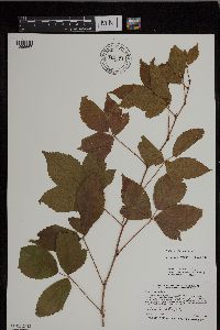 Rubus uniformis image