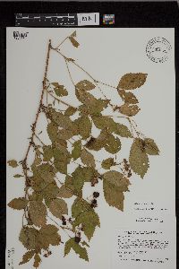 Rubus uniformis image