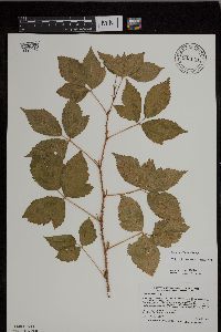 Rubus uniformis image