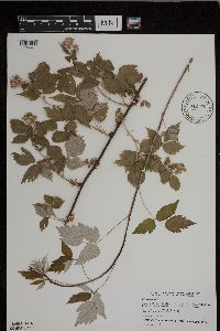 Rubus occidentalis image