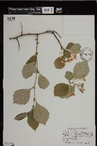 Crataegus succulenta image