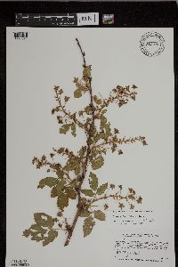 Rubus ablatus image