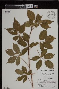 Rubus ablatus image