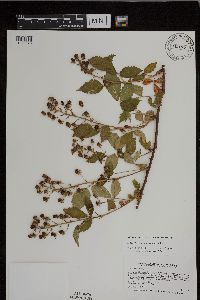 Rubus ablatus image