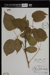 Rubus ablatus image