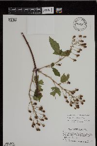 Rubus ablatus image
