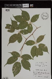 Rubus ablatus image