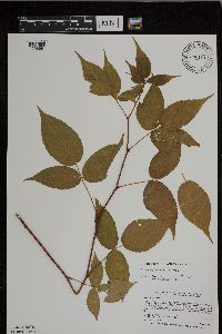 Rubus ablatus image