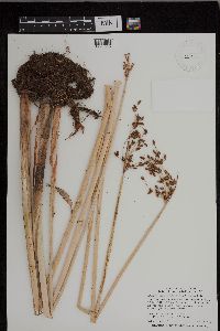 Schoenoplectus tabernaemontani image