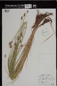 Carex bebbii image