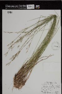 Juncus brevicaudatus image
