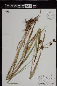 Scirpus atrovirens image
