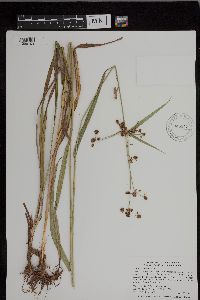 Scirpus atrovirens image