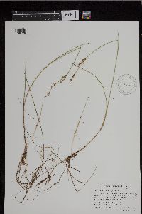 Juncus brevicaudatus image