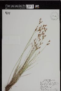 Juncus brevicaudatus image