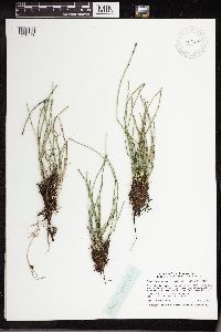 Equisetum variegatum image