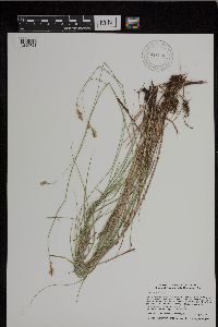 thumbnail image of current specimen