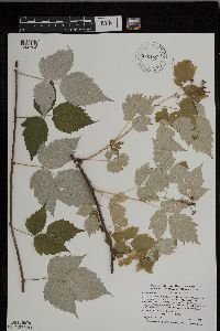 Rubus occidentalis image