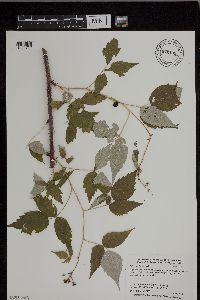 Rubus x neglectus image