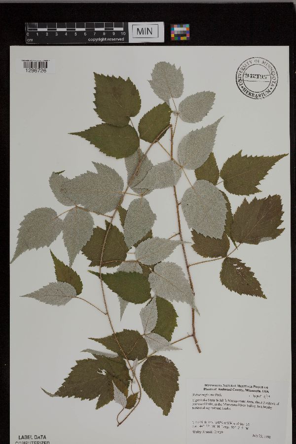 Rubus x neglectus image