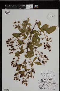 Rubus ablatus image