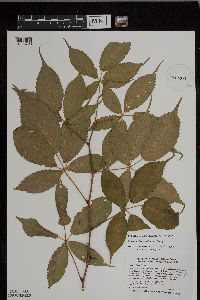Rubus ablatus image