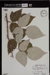 Rubus occidentalis image