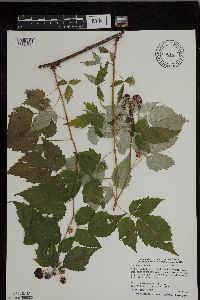 Rubus occidentalis image