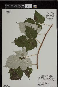 Rubus occidentalis image