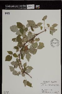 Rubus occidentalis image