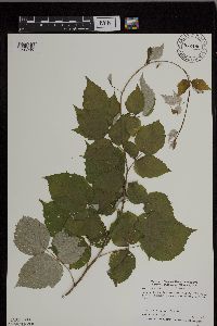 Rubus occidentalis image