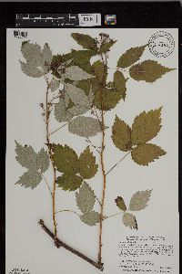 Rubus occidentalis image