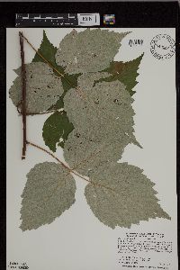 Rubus occidentalis image