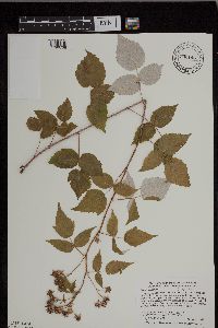 Rubus x neglectus image
