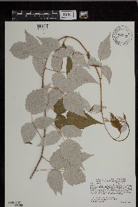 Rubus x neglectus image