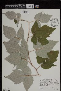 Rubus idaeus image