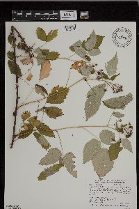 Rubus occidentalis image