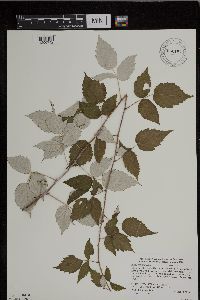 Rubus occidentalis image