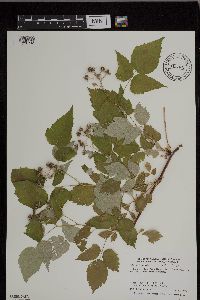 Rubus occidentalis image