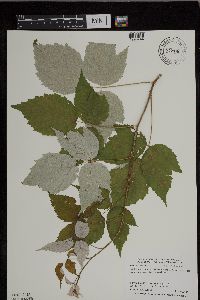 Rubus occidentalis image
